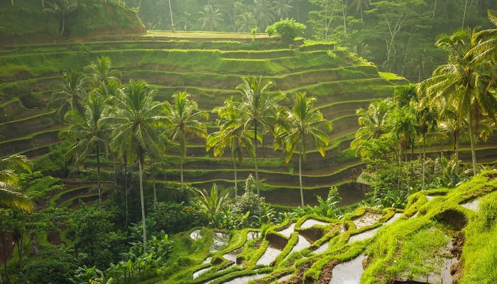 Risaie, Bali