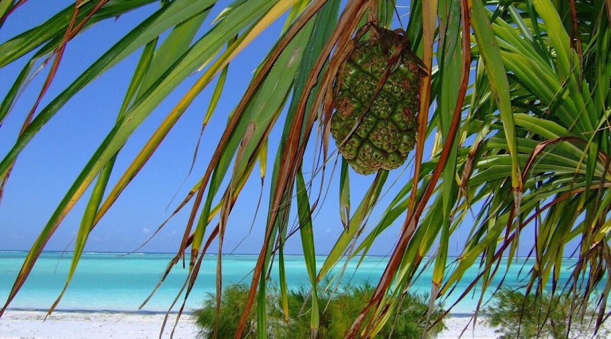Zanzibar: 10 Incredibili Curiosità per Scoprirne l'Essenza - zanzibar