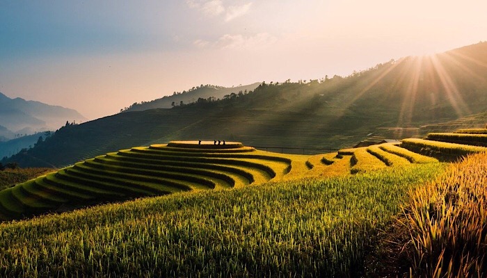 Risaie, Vietnam