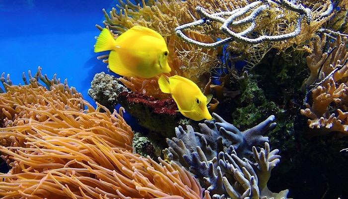 Mar dei Caraibi