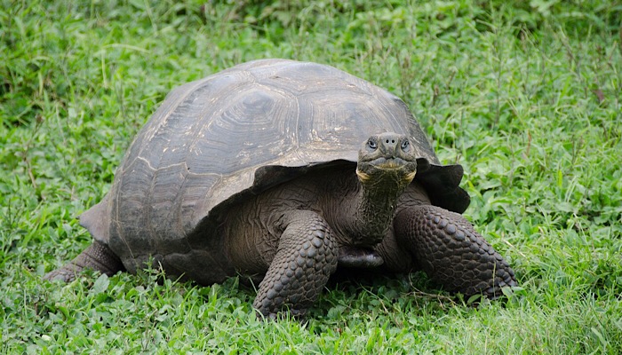 Isole Galapagos, Ecuador