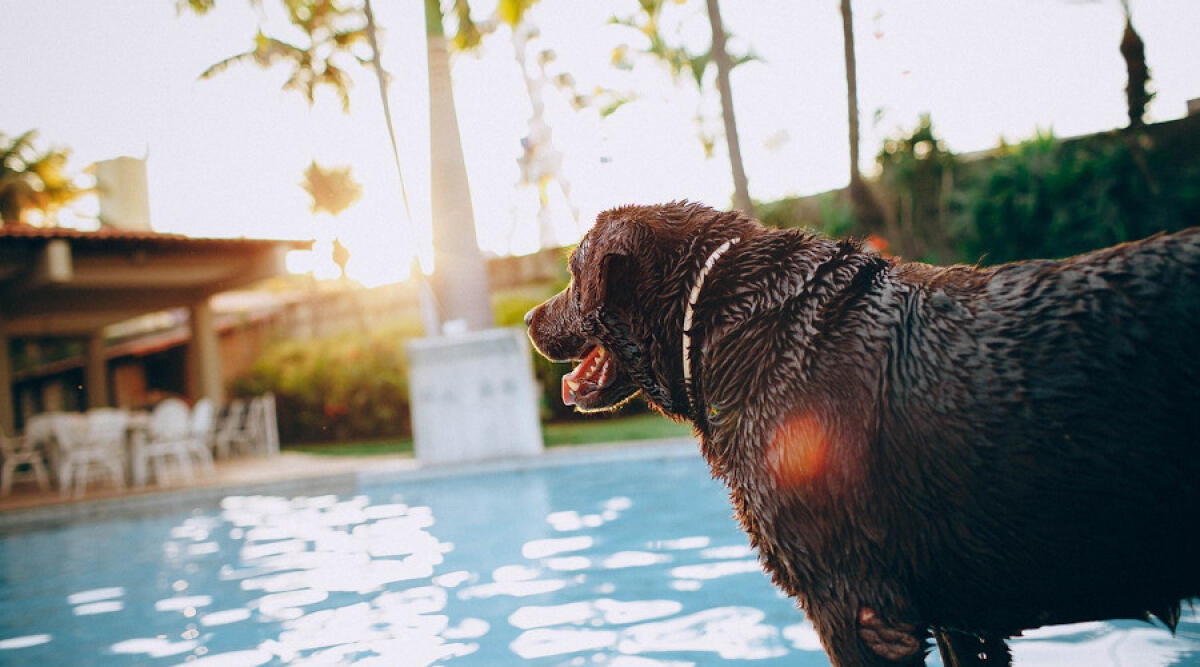 Hotel pet friendly a Rimini: quali sono i servizi da scegliere - Hotel pet friendly Rimini